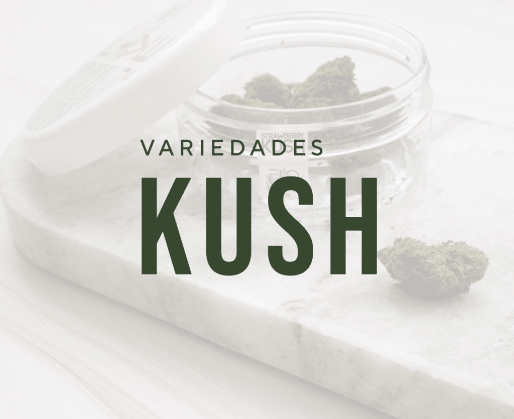 Variedad Kush del cannabis, &iquest;que es? te explicamos todo sobre las variedades CBD Kush y sus propiedades