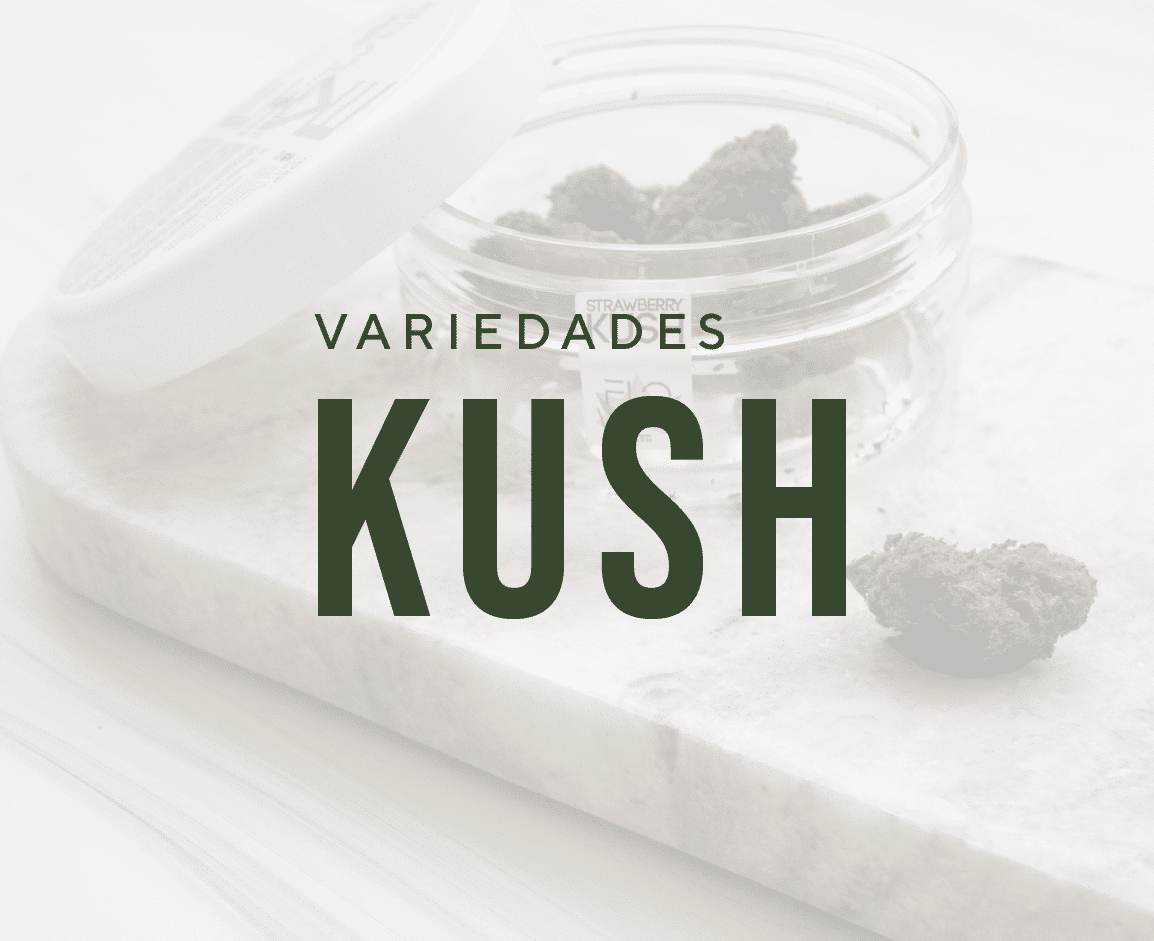Variedad Kush del cannabis, ¿que es? te explicamos todo sobre las variedades CBD Kush y sus propiedades