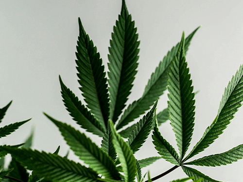Comprar CBD variedades Skunk CBD. Te explicamos qué características tiene las Skunk y cómo identificarlas.