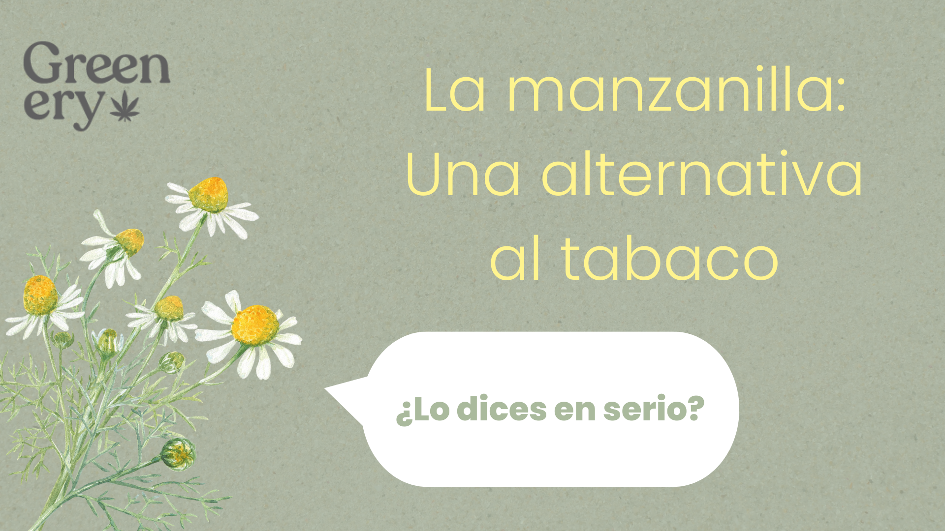 ¿Es la manzanilla una alternativa viable al tabaco? en este artículo de blog damos todos los detalles