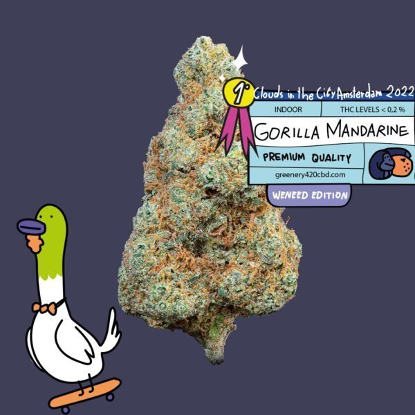 CBD-Blüten Gorilla Mandarine 🥇 Amsterdam "Clouds in the City"