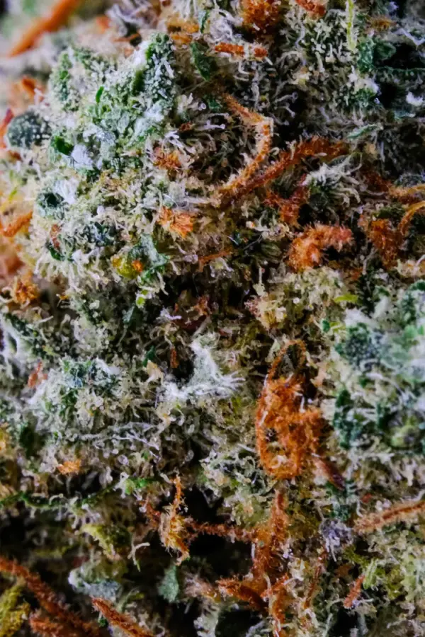 CBD-Blüte Gorilla Mandarine Gewinner des Amsterdam Cup "Clouds in the City" im Jahr 2022