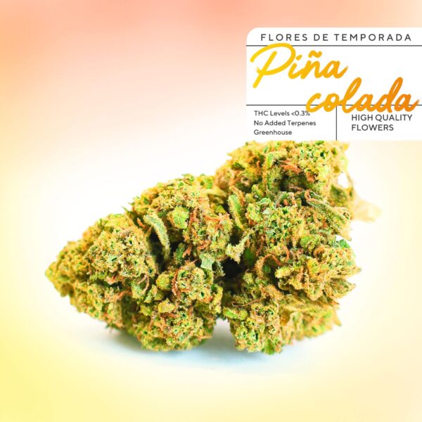 Günstige CBD-Knospen Piña Colada im Grünen 420. CBD-Blüten für 2 € pro Gramm mit unglaublicher Qualität