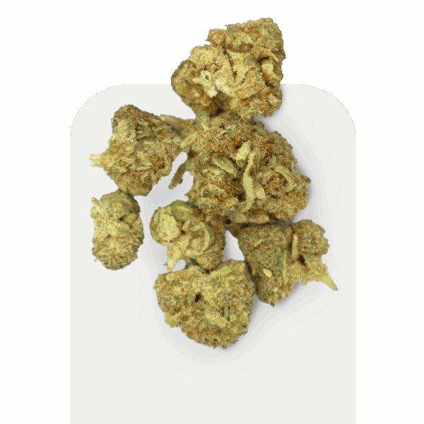 CBD Popcorn Glookies Indoor, Sorte, die im Zuchtzelt angebaut wird.